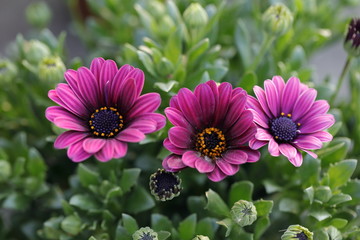 Wall Mural - Flower gazania