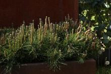 Decorative Mountain Pine. Pinus Mugo, Dwarf Cultivar Pine, Outdoor Design.