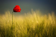 Wild Red Poppy, Shot With A Shallow Depth Of Focus, On A Yellow Wheat Field In The Sun. Lonely Red Poppy Close-Up Among Wheat. Picturesque Wild Poppy Flower. Single Wild Poppy Flower