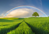 Fototapeta Tęcza - Rainbow over a green field in a spring evening
