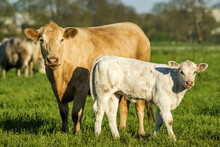 Young Calf At Cow Mother