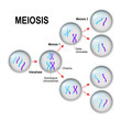 © designua - Meiosis. Cell division