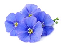Flax Blue Flowers Closeup.