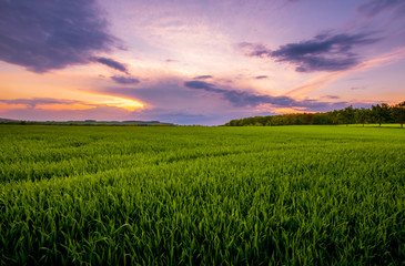 sunset over the green field.