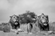 Two young male Lion brothers in black and white.