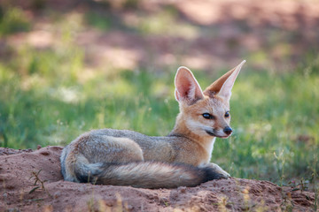 Wall Mural - Cape fox laying down in the sand.