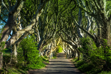 The Dark Hedges in Northern Ireland