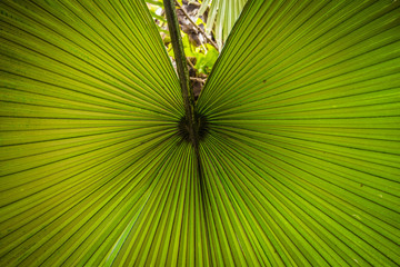 Fan of green palm fronds