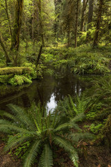  Taft Creek, Hoh Rain Forest, Olympic National Park, WA