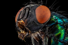 Portrait Of A Common Green Bottle Fly Magnified Through A Microscope Objective