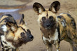 African wild dogs, Pilanesberg National Park, South Africa