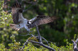 osprey landing