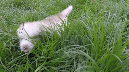 Poster - Cute siberian husky puppy running on grass,slow motion