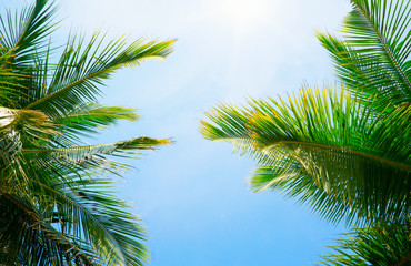 Coconut tree on the sky background