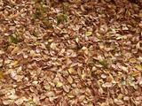 Fototapeta Kwiaty - Dry leaves and green grass for background
