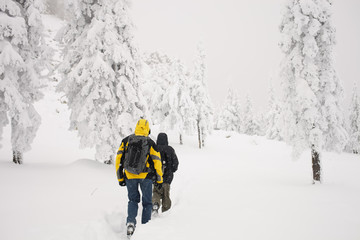 The travelers goes to the snowy forest after a record snowfall in early winter. Monthly rainfall.