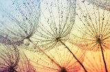 Fototapeta Dmuchawce -  dandelion flower background