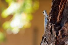 Tiny Lizard Sitting In A Tree Side View