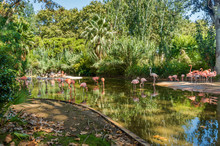 Beautiful Flamingos In Barcelona Zoo, Catalonia, Spain.