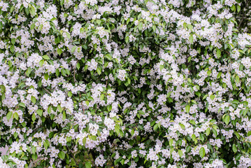 Poster - A magnificent backdrop of the many bright white apple blossoms