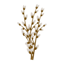 Bunch Of Willow Twigs Isolated Illustration