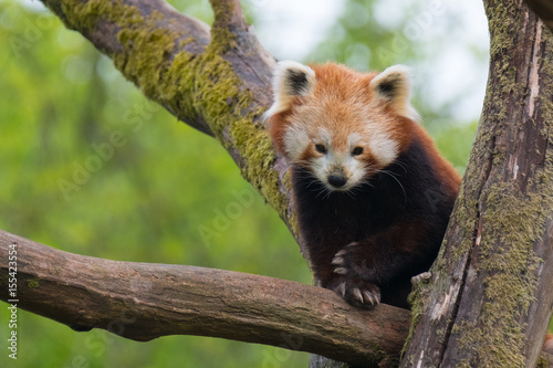 Panda Roux Adorable Mignon Mammifere Animal Buy This Stock Photo And Explore Similar Images At Adobe Stock Adobe Stock Panda Roux Adorable Mignon Mammifere Animal Buy This Stock Photo And Explore Similar Images At Adobe Stock Adobe Stock