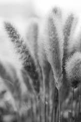 Wall Mural - abstract grass flower field.