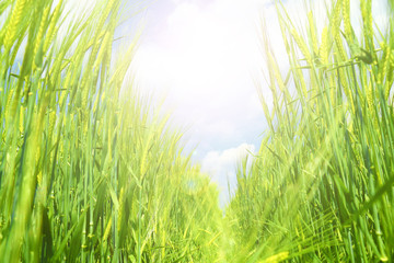 Poster - Green wheat detail