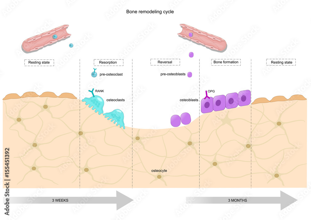 bone remodeling cycle Stock Vector | Adobe Stock