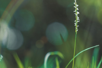 Wall Mural - abstract grass flower field.