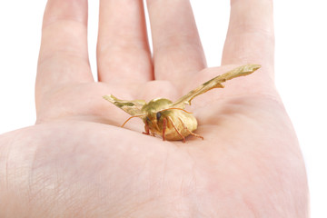 Wall Mural - Lime hawk-moth (Mimas tiliae) on a hand