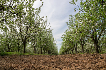 Blooming apple orchard in springtime. Agriculture and nature concept.