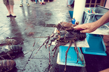 Fishermar Holding Some Fresh Lobsters Of Santa Cruz In Market Seafood Photographed In Fish Market, Galapagos, Vintage