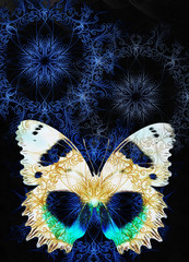 Aufkleber - Color Butterfly with ornament and black background.