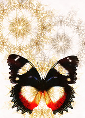 Aufkleber - Color Butterfly with ornament and white background.