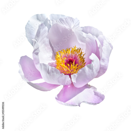 Paeonia suffruticosa pale  pink color