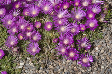 Purple Ice Plant, Delosperma Floribunda