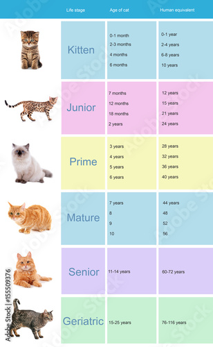 Cat Years To Human Years Chart