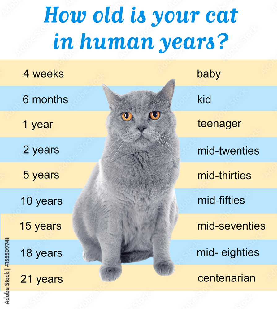Top compare cat years to human years Deals