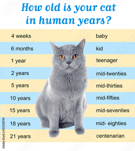 cat age 18 in human years