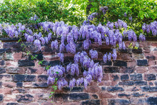 Purple Wisteria Flowers Overhanging A Wall