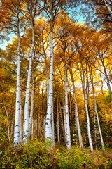 Aspen trees in Colorado