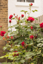 A Colorful Bush Of Red Rose Grows And Blossoms In A Garden At A Background Of A Wooden Fence And A Brick Wall Of A Country House. Vertical Image.