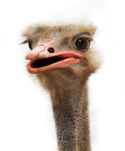 Ostrich Young With A Long Neck Watching Intently Large Beautiful Eyes With Bright, Strong Beak And Gray Feathers On A White Background