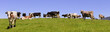 Kühe und Rinderherde auf Weide
