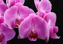 Pink Orchid Flower Isolated On Black Background