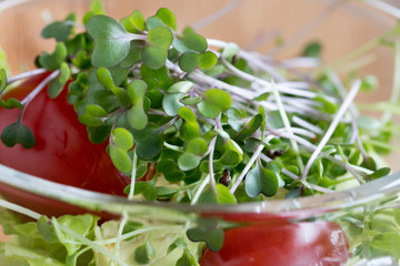Wall Mural - Fresh kale microgreens in a vegetable salad