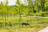 Fototapeta  - Feral pig grazing on green lawn