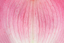 Macro View Of Pink Flower Petal Texture Background