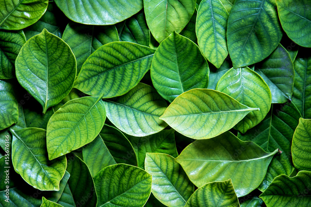 the Fresh tropical Green leaves background - obrazy, fototapety, plakaty 